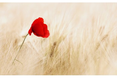 Formation au carnet de deuil